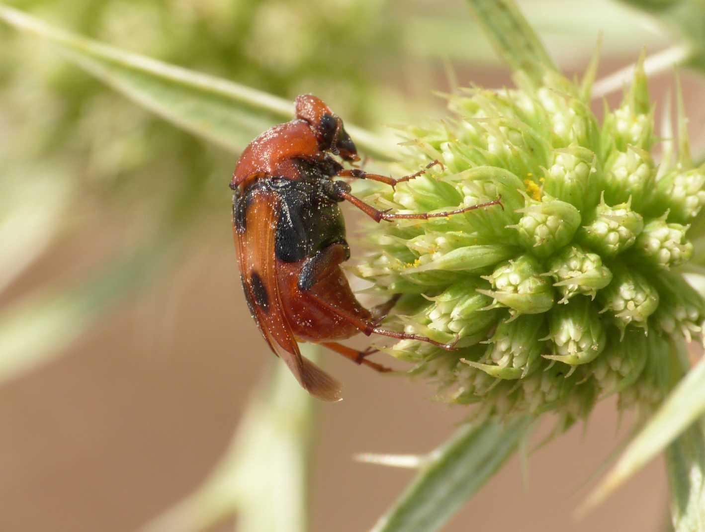 Macrosiagon tricuspidatum? (Rhipiphoridae)